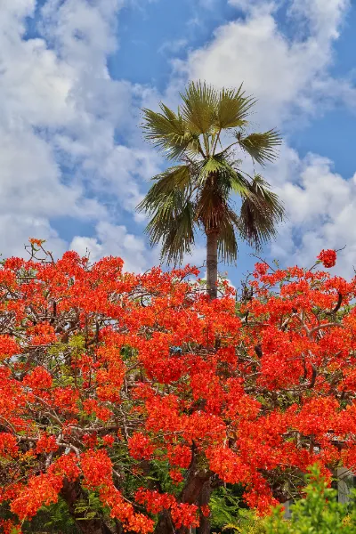 Thatch x Poinciana: A Cayman Collab