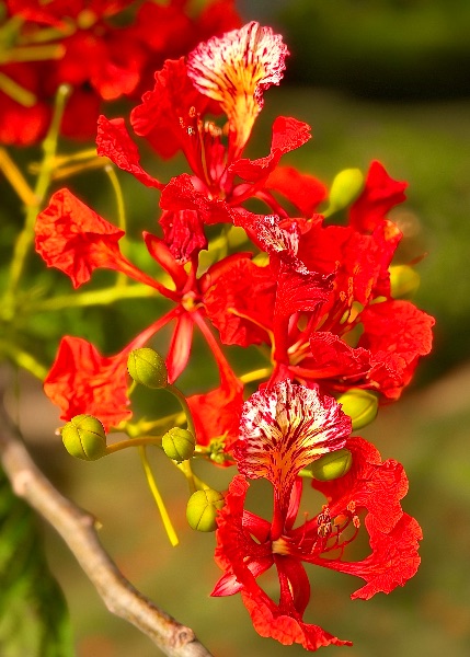 Blooms and Blooms To Be.