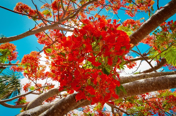 Poinciana Tree Bouquet