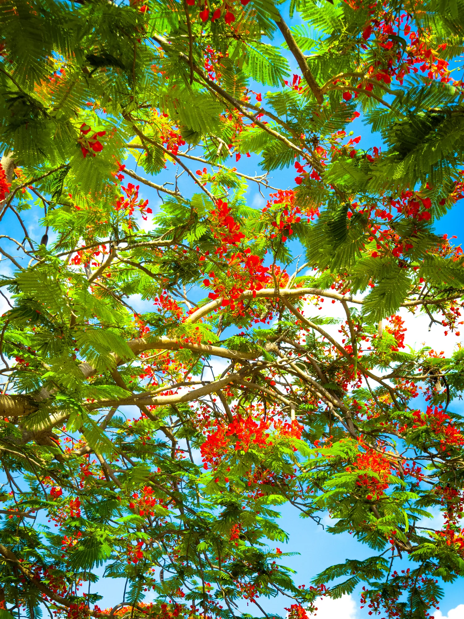 Under the Royal Canopy