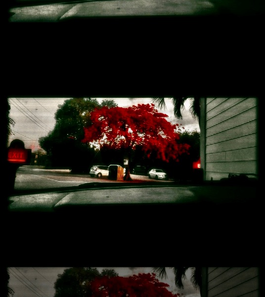 Order #8: Crimson Exit