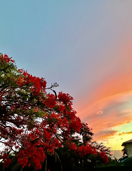 Flaming Glory