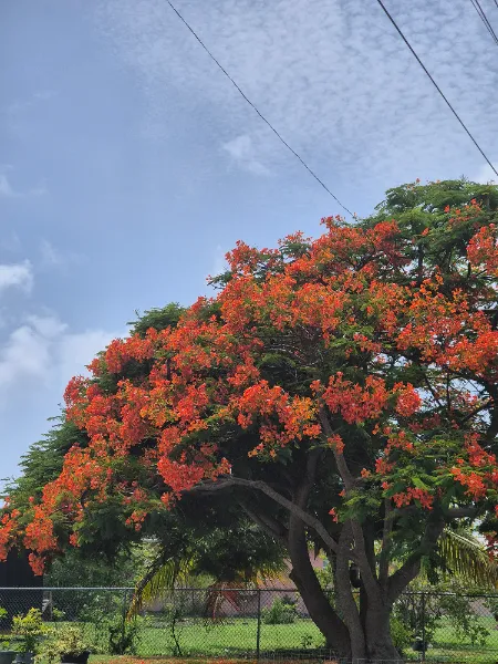 Fire in Full Bloom