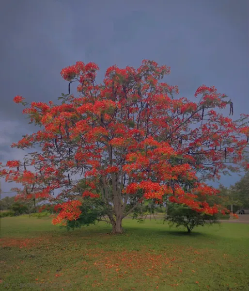 Crimson Canopy
