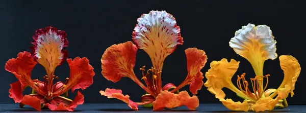 Variations in Bloom