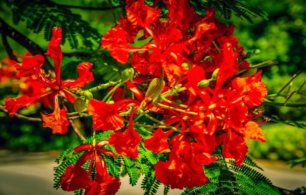 Poinciana Bunch