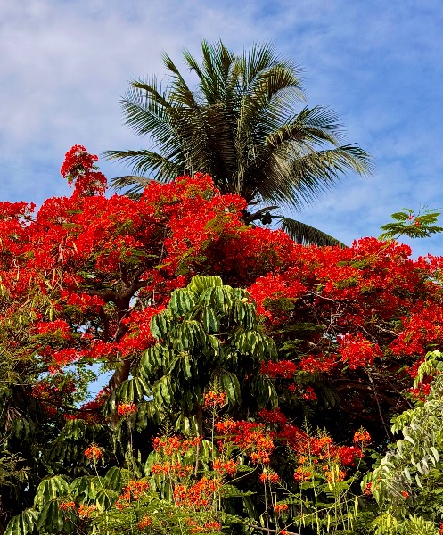 The Crowned Poinciana