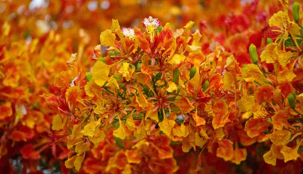 A Blaze of Poinciana