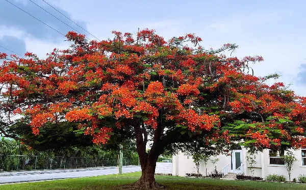 Crimson Majesty
