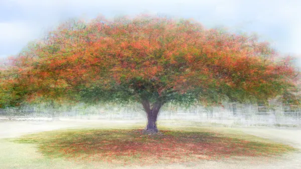 Poinciana Reverie